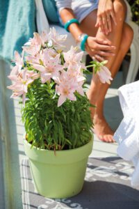 Una pianta in vaso con fiori rosa: giglio.
