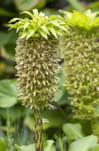 Primo piano bulbo estivo Eucomis (Biodiversità)