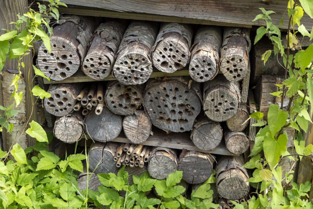 Biodiversité